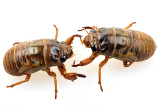 知了猴可以放冰箱嗎？知了猴可以冷凍嗎？