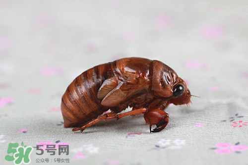 知了猴可以放冰箱嗎？知了猴可以冷凍嗎？