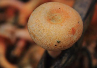 重陽菌可以種植嗎？重陽菌為什么不能人工種植？