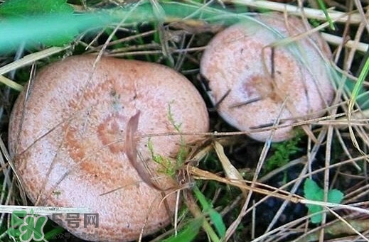 重陽菌怎么做好吃？吃重陽菌有什么好處