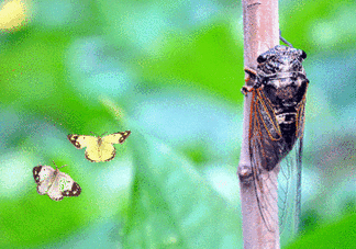 知了怎么保存不發(fā)黑？知了猴變黑了怎么辦？