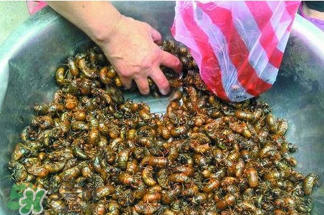 蟬蛹可以人工養(yǎng)殖嗎？蟬蛹的養(yǎng)殖方法