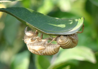 水煮蟬蛹怎么做？蟬蛹煮多久可以熟？