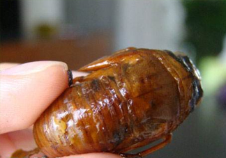 幼蟬猴怎么抓？幼蟬猴什么時(shí)候抓最好