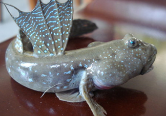 彈涂魚是兩棲動物嗎？彈涂魚營養(yǎng)價值有哪些