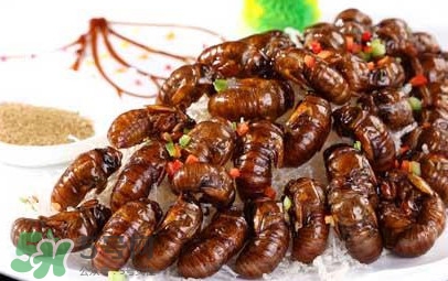 水煮蟬蛹怎么做？蟬蛹煮多久可以熟？