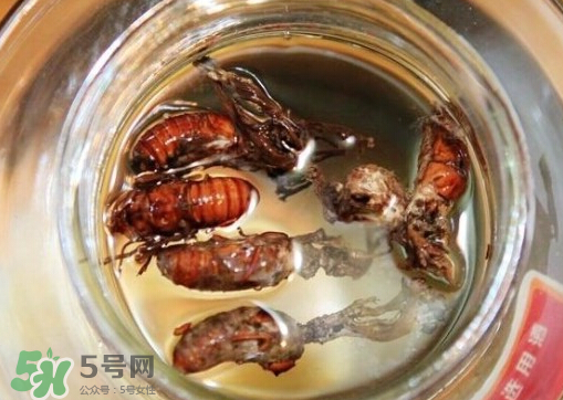 知了猴可以泡酒嗎？金蟬可以泡酒嗎？