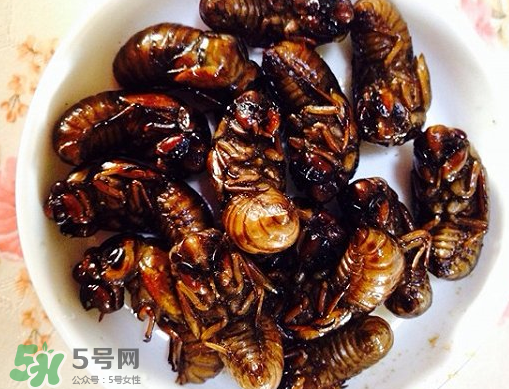 知了猴可以泡酒嗎？金蟬可以泡酒嗎？