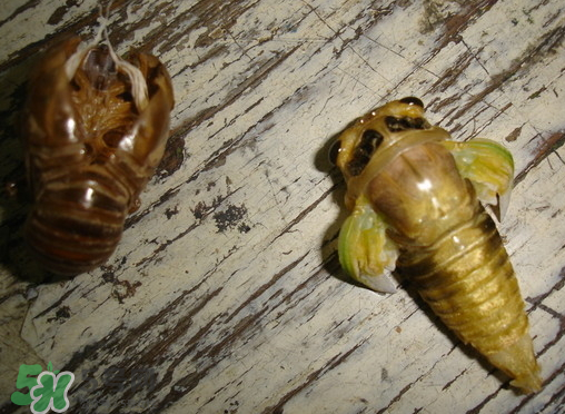 知了猴可以泡酒嗎？金蟬可以泡酒嗎？