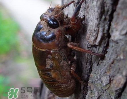 蟬蛹什么人不能吃？蟬蛹不能和什么一起吃