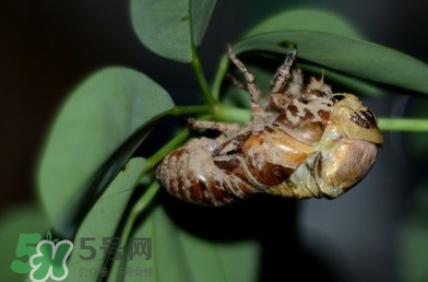 幼蟬猴怎么抓？幼蟬猴什么時(shí)候抓最好