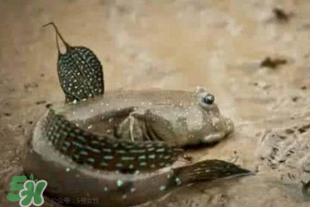彈涂魚(yú)能吃嗎？彈涂魚(yú)怎么抓