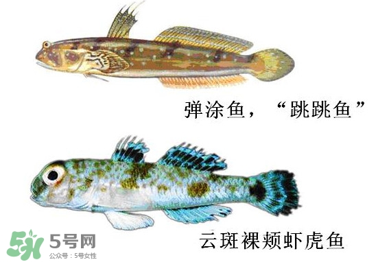 彈涂魚多少錢一斤？彈涂魚有毒嗎