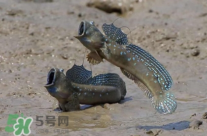 跳跳魚是什么魚？跳跳魚是不是泥鰍