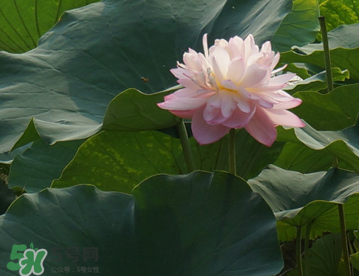 2017年中伏是哪一天？中伏是幾月幾日2017？