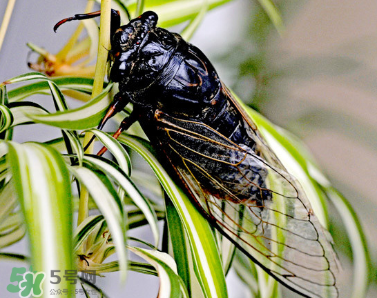 知了能活多長(zhǎng)時(shí)間？知了可以活多久？
