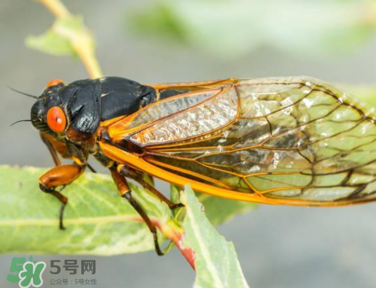 知了能活多長(zhǎng)時(shí)間？知了可以活多久？