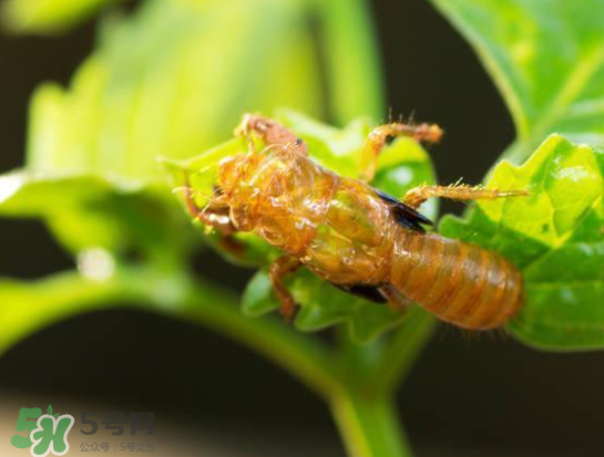 知了能活多長(zhǎng)時(shí)間？知了可以活多久？