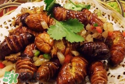 蟬蛹多少錢一斤？野生蟬蛹多少錢一斤