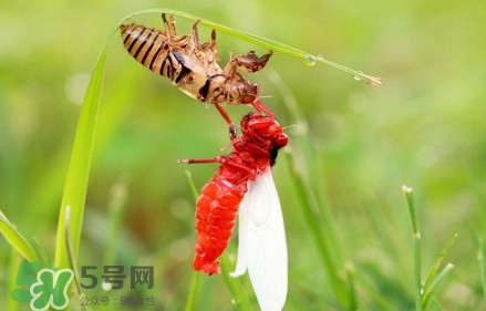 蟬蛹能吃嗎？蟬蛹怎么做好吃