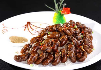 蟬蛹可以多吃嗎？蟬蛹多吃會怎么樣？