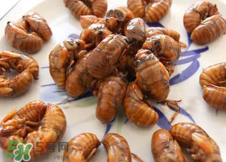 幼蟬猴多少錢一斤？幼蟬猴幾月份有