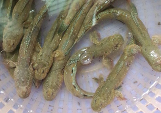 彈涂魚(yú)多少錢(qián)一斤？彈涂魚(yú)有毒嗎