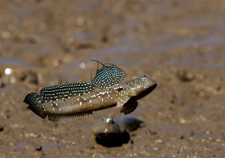 跳跳魚(yú)多少錢(qián)一斤？跳跳魚(yú)是淡水魚(yú)嗎？