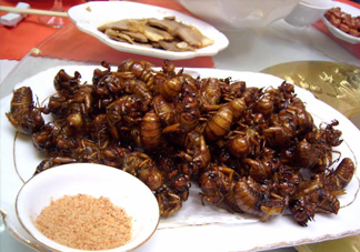 蟬蛹里面黑色的能吃嗎？蟬蛹是怎么形成的