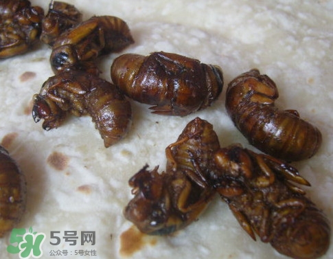 蟬蛹可以保存多長時(shí)間？蟬蛹冰凍起來能保存多久