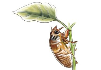 蟬蛹什么人不能吃？蟬蛹不能和什么一起吃