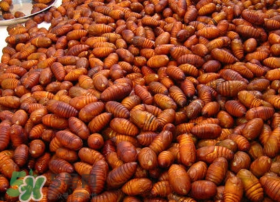 蟬蛹有寄生蟲嗎？蟬蛹有毒嗎