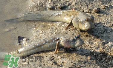 彈涂魚(yú)是兩棲動(dòng)物嗎？彈涂魚(yú)營(yíng)養(yǎng)價(jià)值有哪些