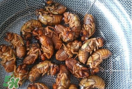 蟬蛹怎么處理？蟬蛹怎么保存