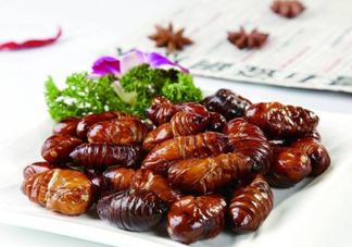 蟬蛹可以人工養(yǎng)殖嗎？蟬蛹的養(yǎng)殖方法