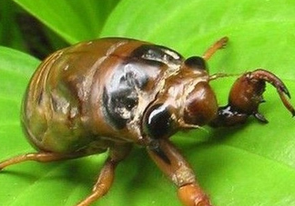 幼蟬猴多少錢一斤？幼蟬猴幾月份有