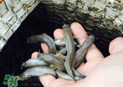 跳跳魚刺多嗎？跳跳魚小孩可以吃嗎