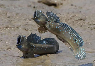 跳跳魚(yú)是什么魚(yú)？跳跳魚(yú)是不是泥鰍