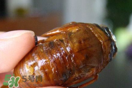 幼蟬猴怎么抓？幼蟬猴什么時(shí)候抓最好