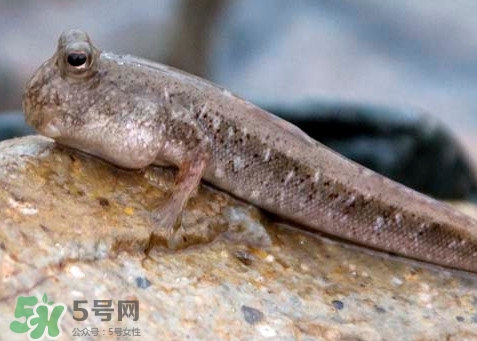 跳跳魚是什么魚？跳跳魚是不是泥鰍