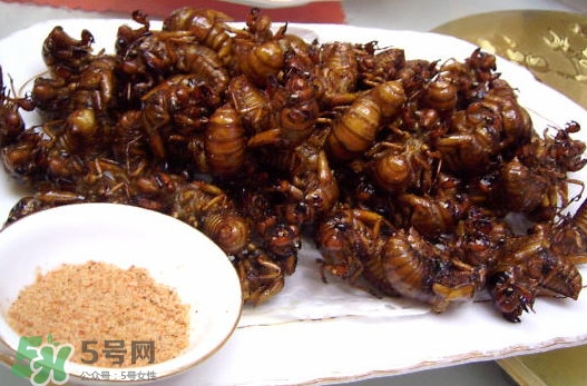 蟬蛹里面黑色的能吃嗎？蟬蛹是怎么形成的