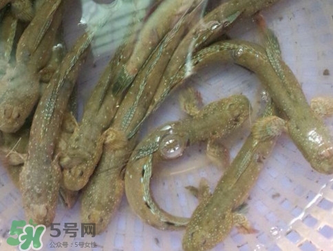 跳跳魚(yú)怎么做好吃？跳跳魚(yú)的最好吃做法