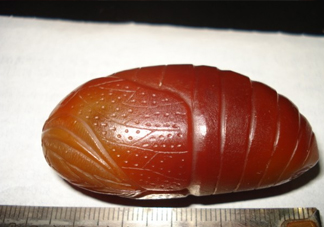 蟬蛹有寄生蟲嗎？蟬蛹有毒嗎