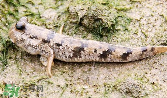 彈涂魚多少錢一斤？彈涂魚有毒嗎