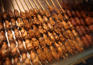 蟬蛹多少錢一斤？野生蟬蛹多少錢一斤