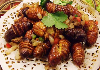 蟬蛹可以保存多長時間？蟬蛹冰凍起來能保存多久