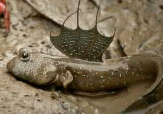 跳跳魚怎么做好吃？跳跳魚的最好吃做法