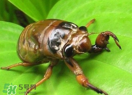 幼蟬猴怎么抓？幼蟬猴什么時(shí)候抓最好