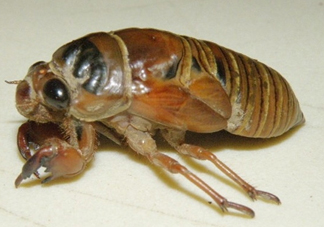 知了猴可以泡酒嗎？金蟬可以泡酒嗎？