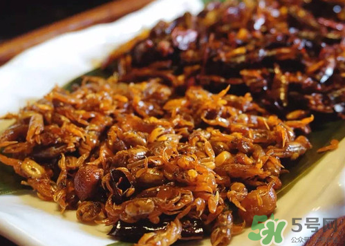 知了猴吃多了好不好？知了猴吃多了會怎么樣？